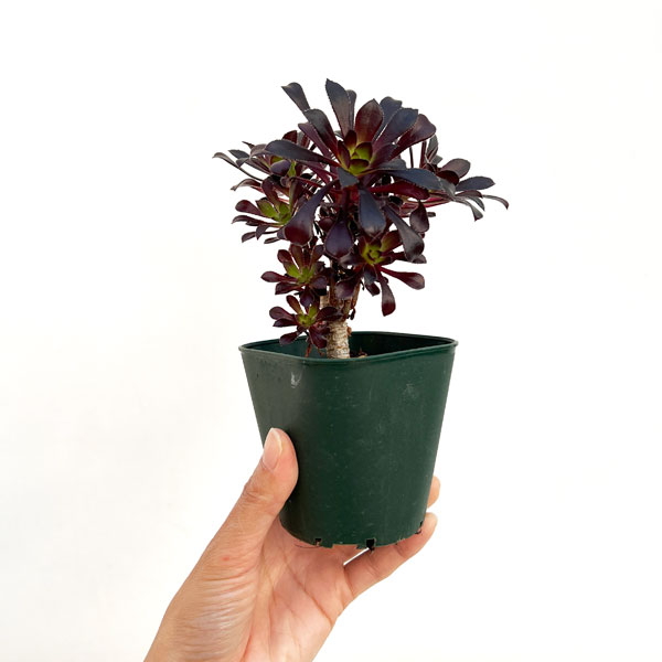 アエオニウム:黒法師(クロホウシ)3号ポット