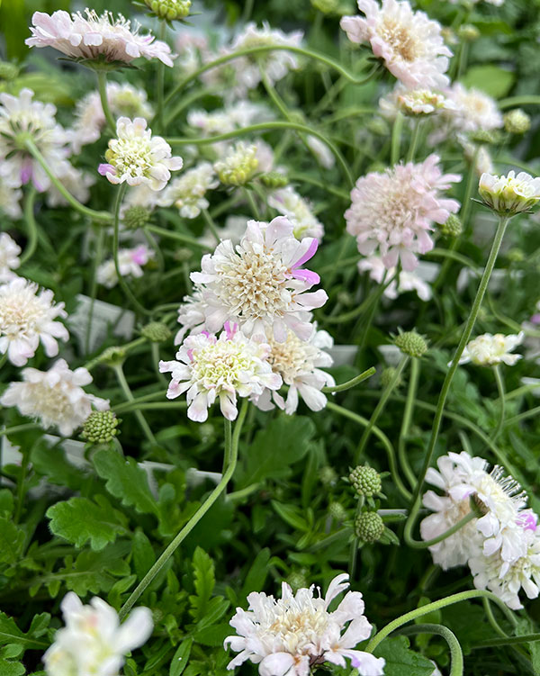 [送料無料]スカビオサ（マツムシソウ）：白ときどき桃 3号ポット 12株セット