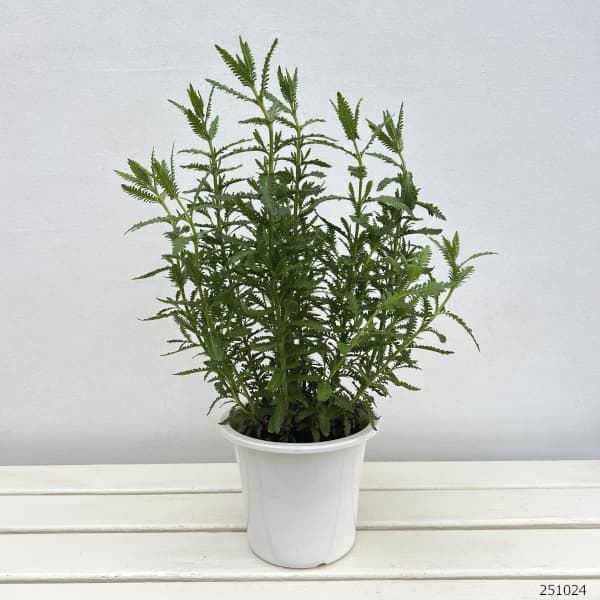 ラベンダー：デンタータ 5号ポット