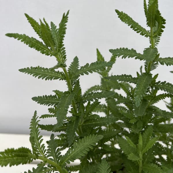 ラベンダー：デンタータ 5号ポット