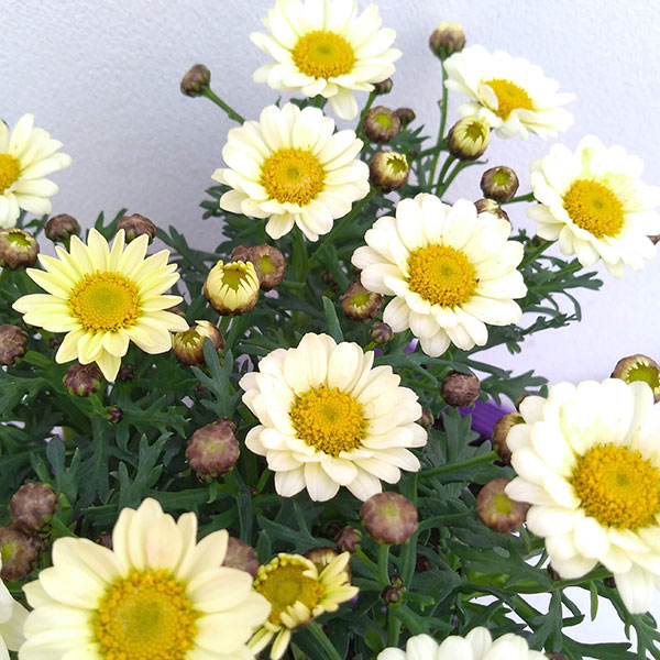 マーガレット：スマッシュ　アプリコットピンク3.5号ポット