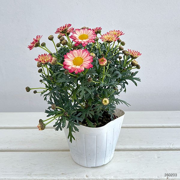 マーガレット：スマッシュ　アプリコットピンク3～3.5号ポット 3株セット