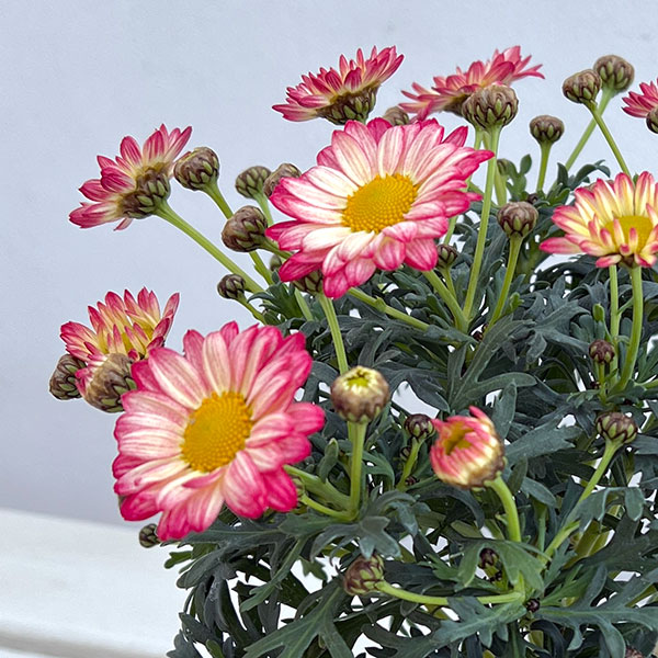 マーガレット：スマッシュ　アプリコットピンク3～3.5号ポット 3株セット