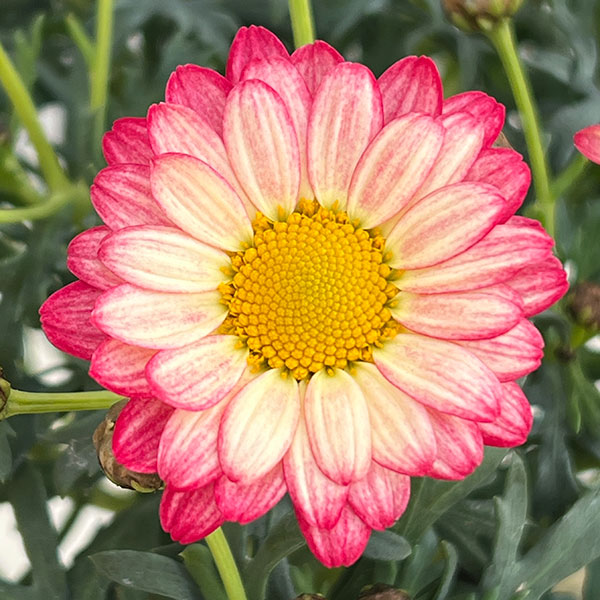 マーガレット：スマッシュ　アプリコットピンク3～3.5号ポット 3株セット