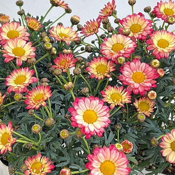 マーガレット：スマッシュ　アプリコットピンク3～3.5号ポット 3株セット