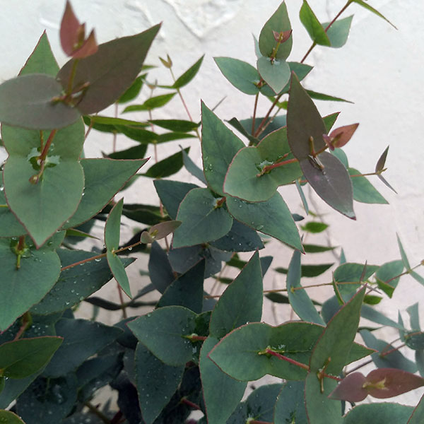 レア種　ユーカリ　リズドニー レア種 ユーカリ リズドニー