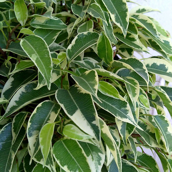 ベンジャミン(フィカス ベンジャミナ):ラブリー4号鉢植え