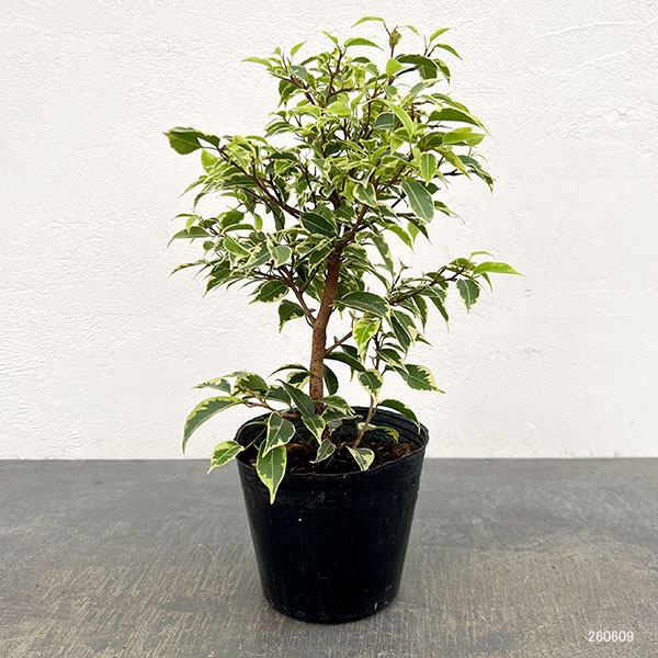 ベンジャミン(フィカス ベンジャミナ):ラブリー4号鉢植え