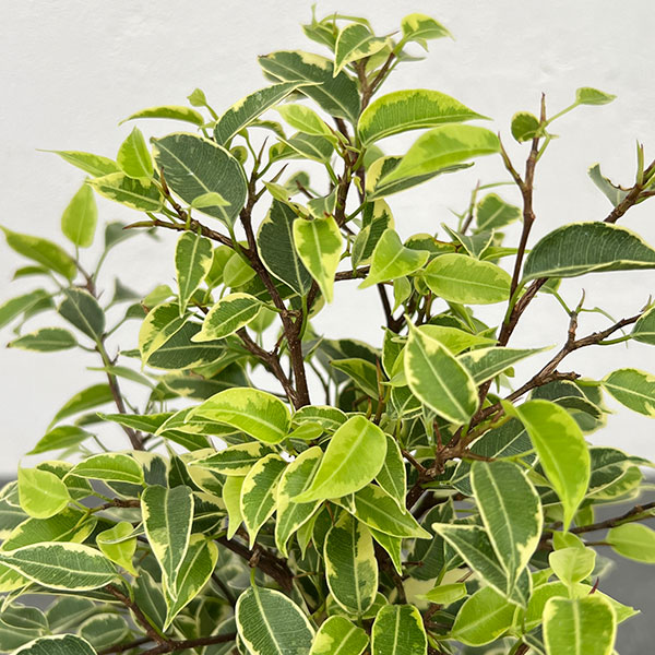 ベンジャミン(フィカス ベンジャミナ):ラブリー4号鉢植え