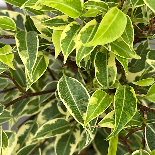 ベンジャミン(フィカス ベンジャミナ):ラブリー4号鉢植え