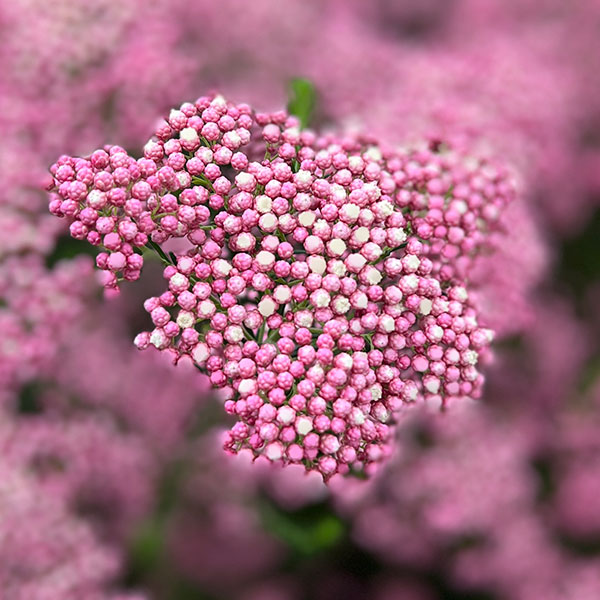 ライスフラワー・ロイヤルピンク5号鉢植え