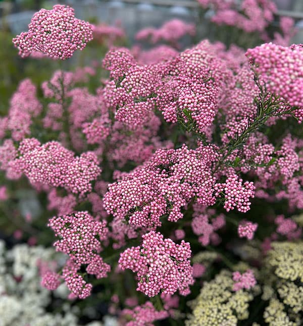 ライスフラワー・ロイヤルピンク5号鉢植え