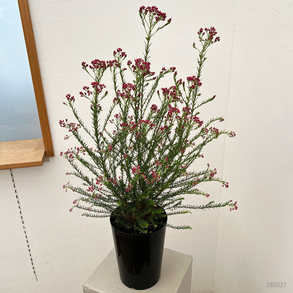 ライスフラワー・ロイヤルピンク5号鉢植え