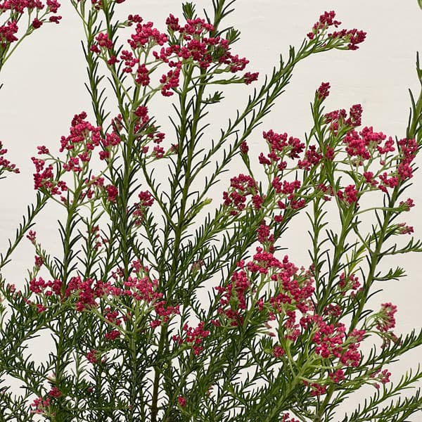 ライスフラワー・ロイヤルピンク5号鉢植え