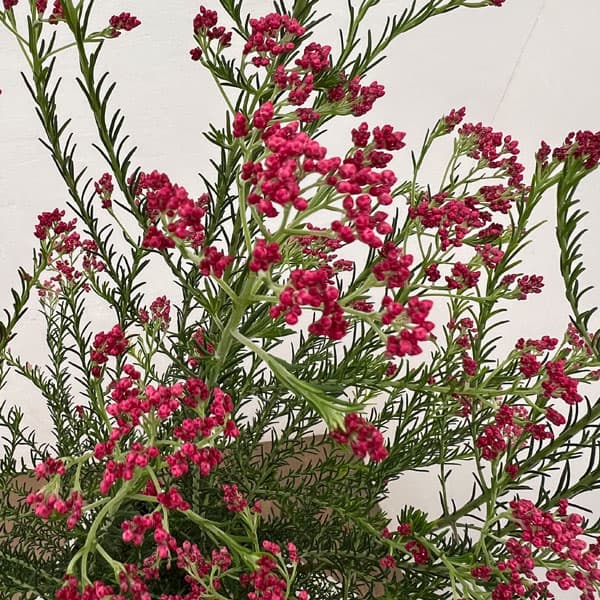 ライスフラワー・ロイヤルピンク5号鉢植え