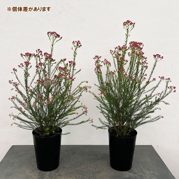 ライスフラワー・ロイヤルピンク5号鉢植え