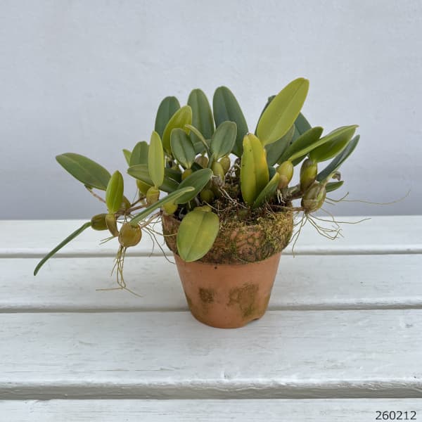 バルボフィラム:ラシオキラム3号ポット