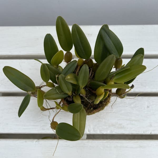 バルボフィラム:ラシオキラム3号ポット