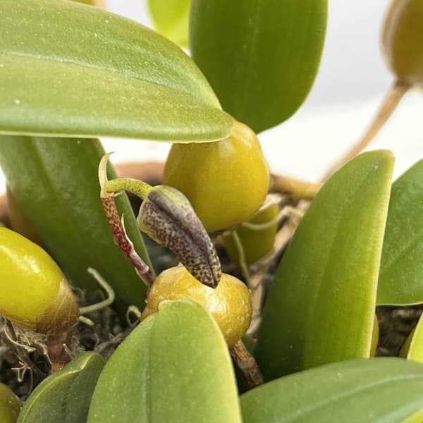 バルボフィラム:ラシオキラム3号ポット