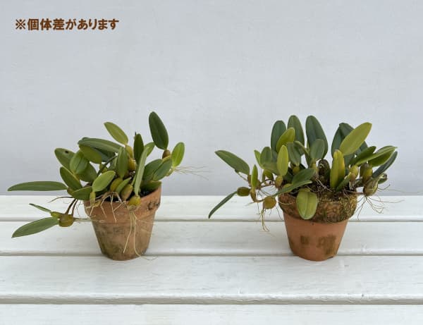 バルボフィラム:ラシオキラム3号ポット