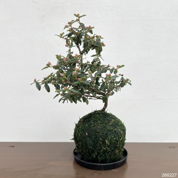 天皇梅（テンノウバイ）コケ玉仕立て小（受皿付き）