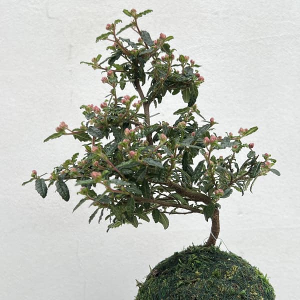 天皇梅（テンノウバイ）コケ玉仕立て小（受皿付き）