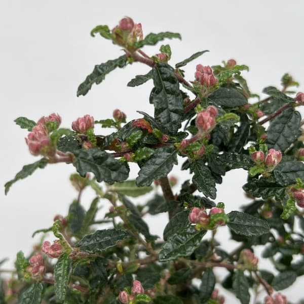 天皇梅（テンノウバイ）コケ玉仕立て小（受皿付き）