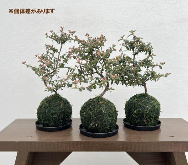 天皇梅（テンノウバイ）コケ玉仕立て小（受皿付き）