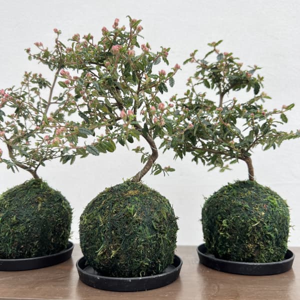 天皇梅（テンノウバイ）コケ玉仕立て小（受皿付き）