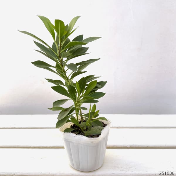 グロブラリア（瑠璃かんざし・ルリカンザシ）3号ポット