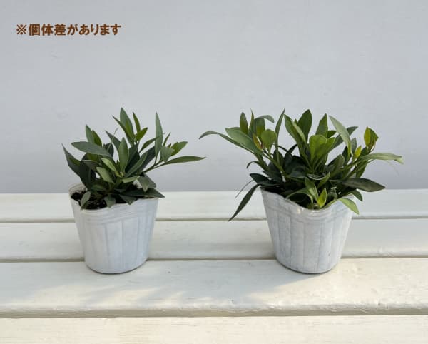 グロブラリア（瑠璃かんざし・ルリカンザシ）3号ポット