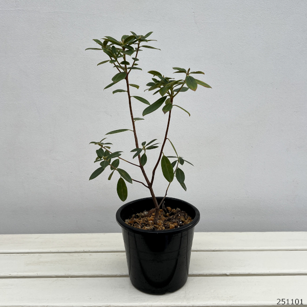 ツツジ（ブルー系）：クレーターレイク5号ポット