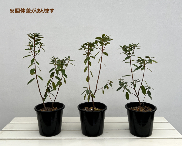 ツツジ（ブルー系）：クレーターレイク5号ポット