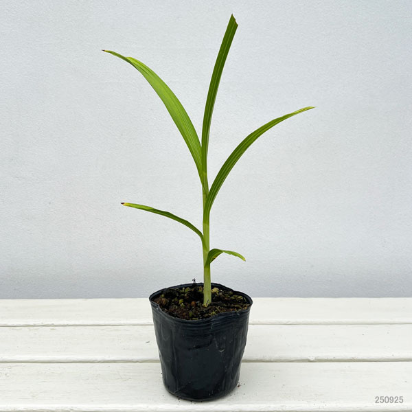 シラン(紫蘭) :ピンク(桃淋)3号ポット