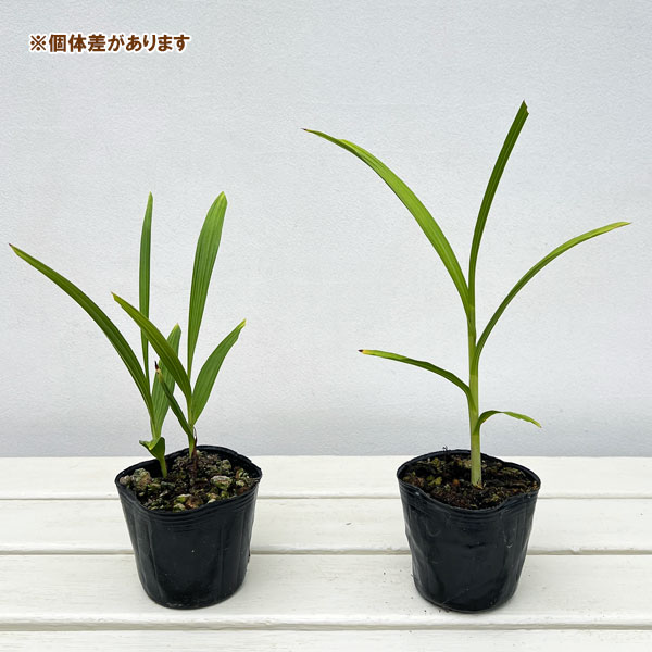 シラン(紫蘭) :ピンク(桃淋)3号ポット