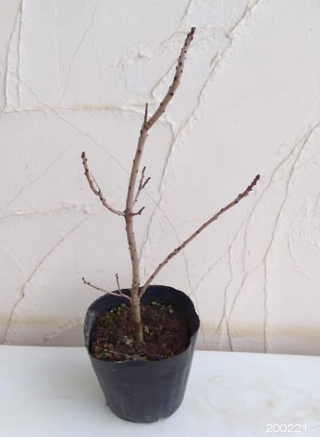 スモークツリー：グリーンボール4.5号ポット