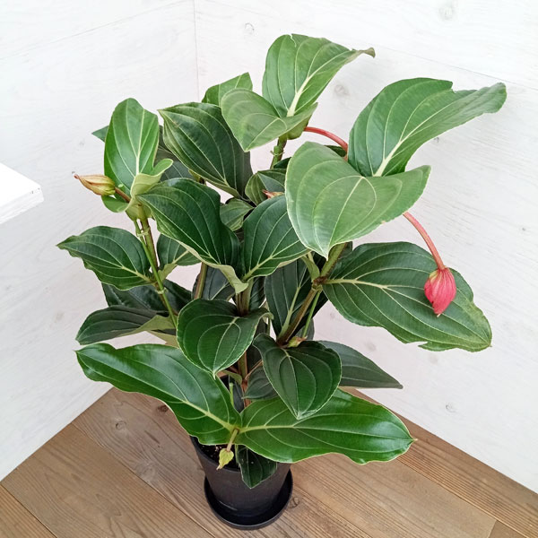 園芸ネット本店｜メディニラ・フラメンコ8号鉢植え の通販【公式】