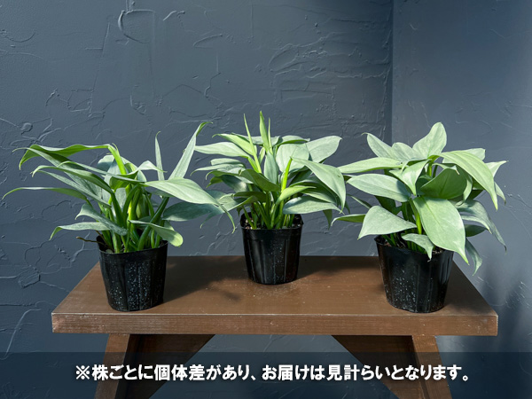 フィロデンドロン：シルバーメタル3号ポット