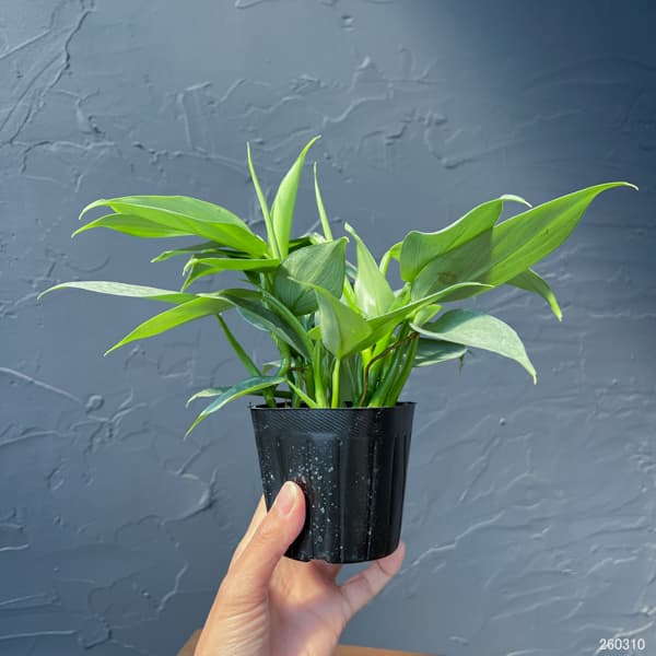 フィロデンドロン：シルバーメタル3号ポット