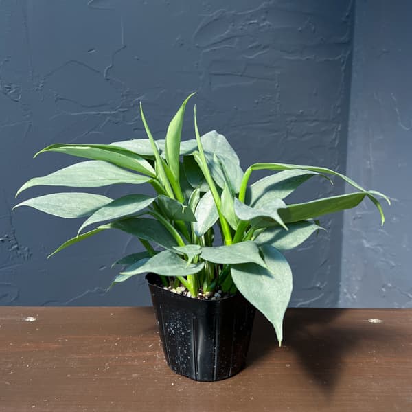 フィロデンドロン：シルバーメタル3号ポット