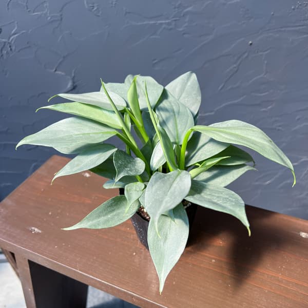 フィロデンドロン：シルバーメタル3号ポット
