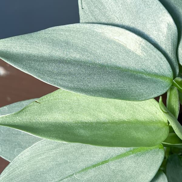 フィロデンドロン：シルバーメタル3号ポット
