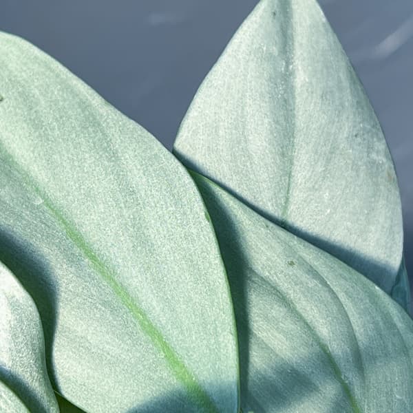 フィロデンドロン：シルバーメタル3号ポット