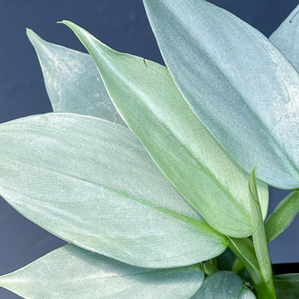 フィロデンドロン：シルバーメタル3号ポット