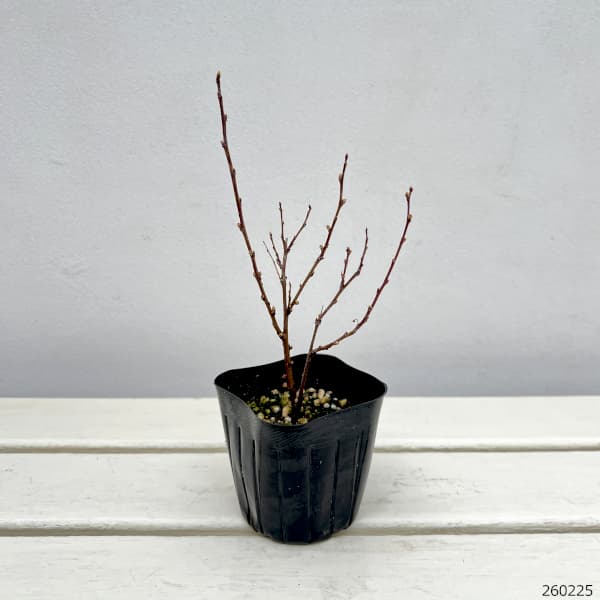 ニワザクラ（庭桜）：赤（ピンク）花 3-3.5号ポット