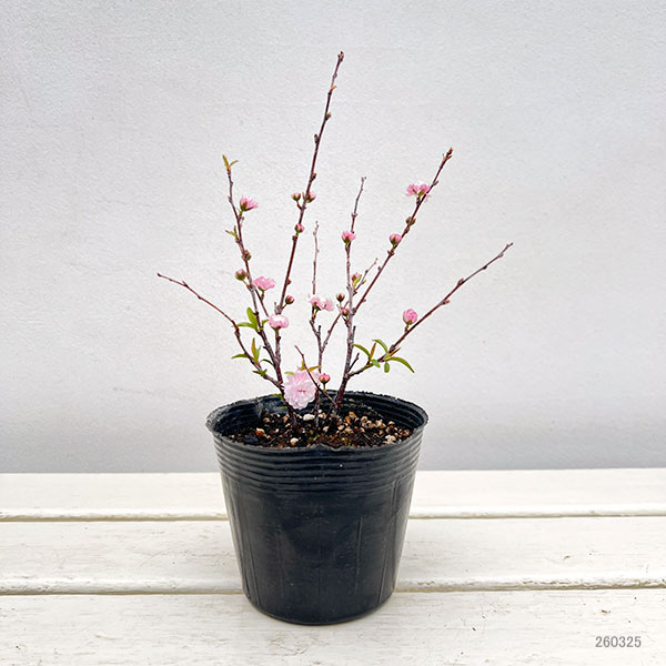 ニワザクラ（庭桜）：赤（ピンク）花 3-3.5号ポット