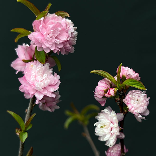 ニワザクラ（庭桜）：赤（ピンク）花 3-3.5号ポット