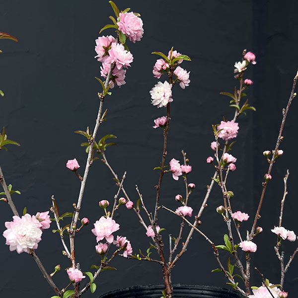 ニワザクラ（庭桜）：赤（ピンク）花 3-3.5号ポット