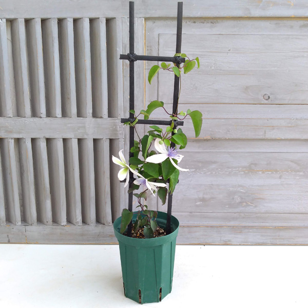 クレマチス：アコウエンシス（屏東鉄線蓮）4号ポット（原種・フラミュラ系）