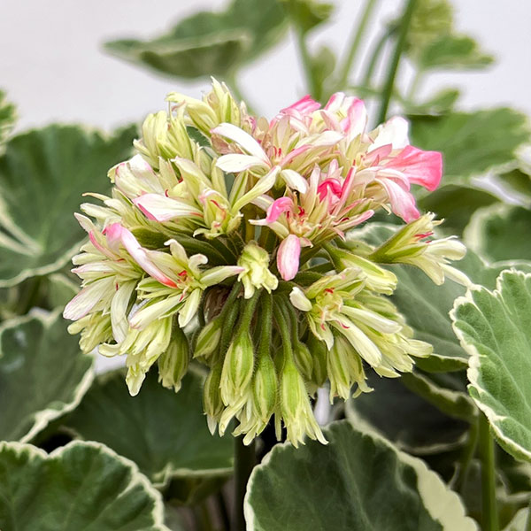 ゼラニウム：星咲きホワイトリング4号鉢植え